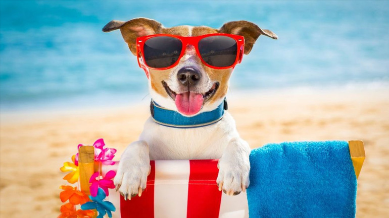 Σκύλος στη θάλασσα: Τι προβλέπει ο νόμος